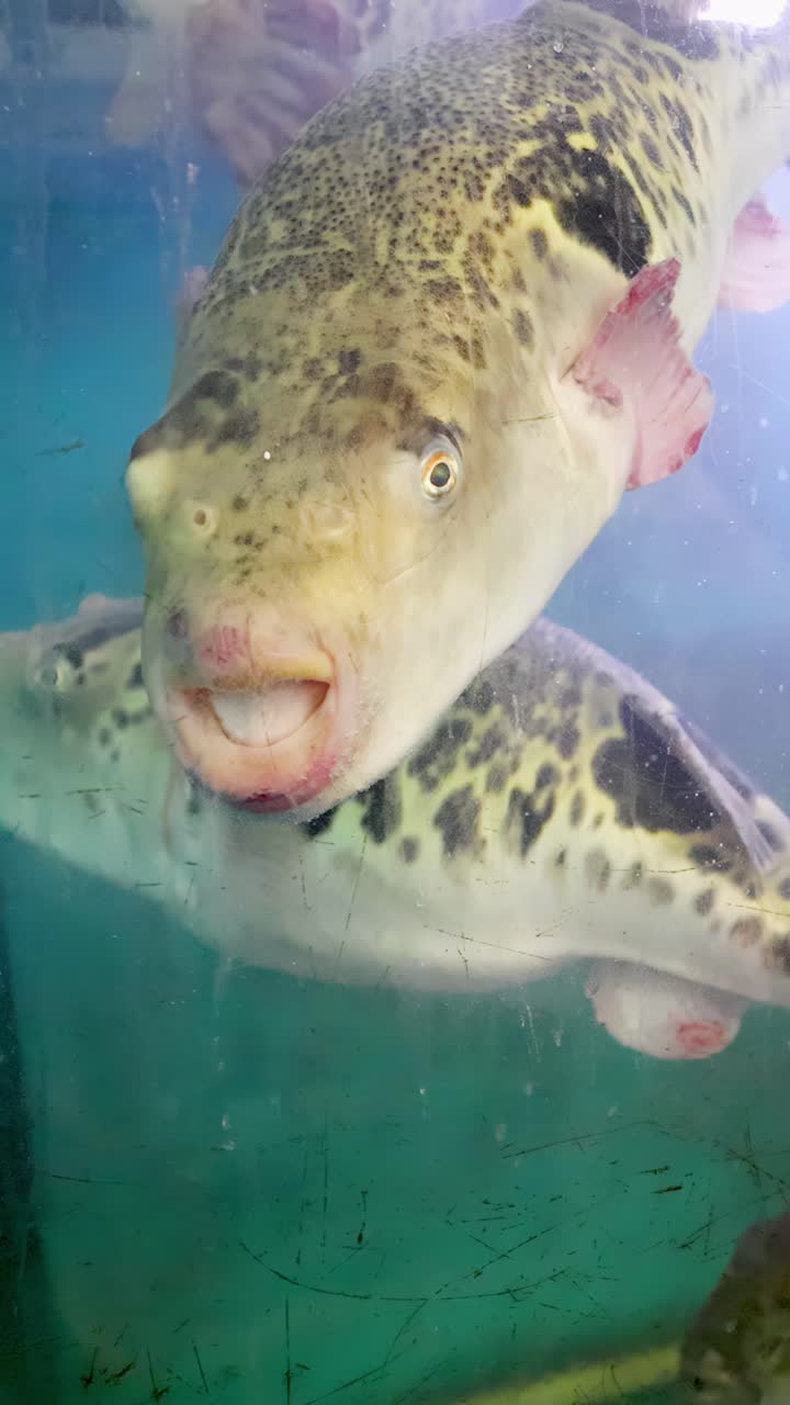 Primo piano di un pesce palla fugu vivo che nuota all'interno di un acquario di vetro al mercato di Osaka