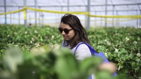 south asian female tourist in a fruit farm inside the cultivation greenhouse