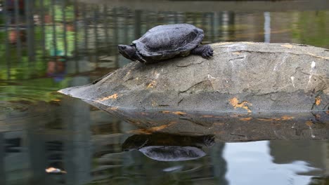 A-red-eared-slider-turtle,-rrachemys-scripta-elegans-spotted-resting-by-the-pond,-basking-on-a-rock-in-an-urban-park-with-its-reflection-on-the-rippling-water-at-Daan-Forest-Park,-Taipei,-Taiwan