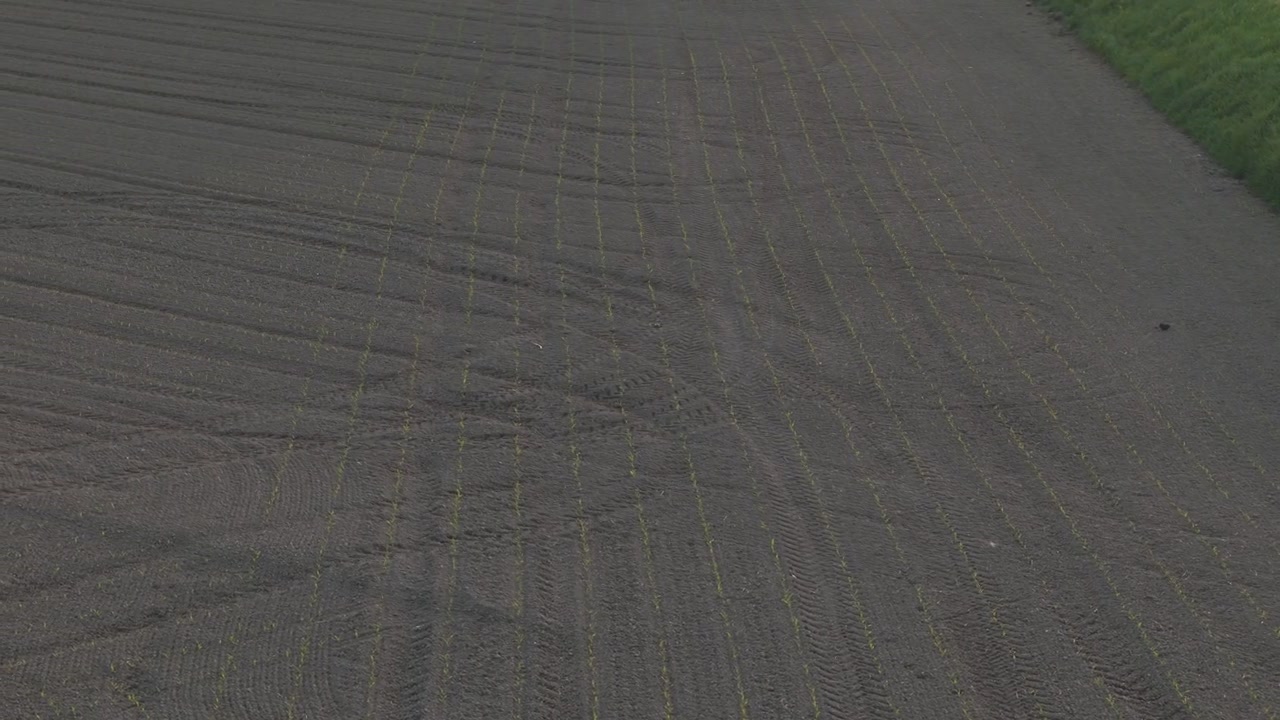 Newly planted agricultural field shows evenly spaced seedling rows and cultivated soil across the Po Valley, Northern Italy, revealing precision crop establishment, drone lateral slide.