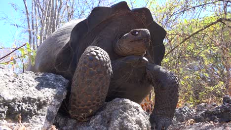 close up of a giant land tortoise in the galapagos islands ecuador 5