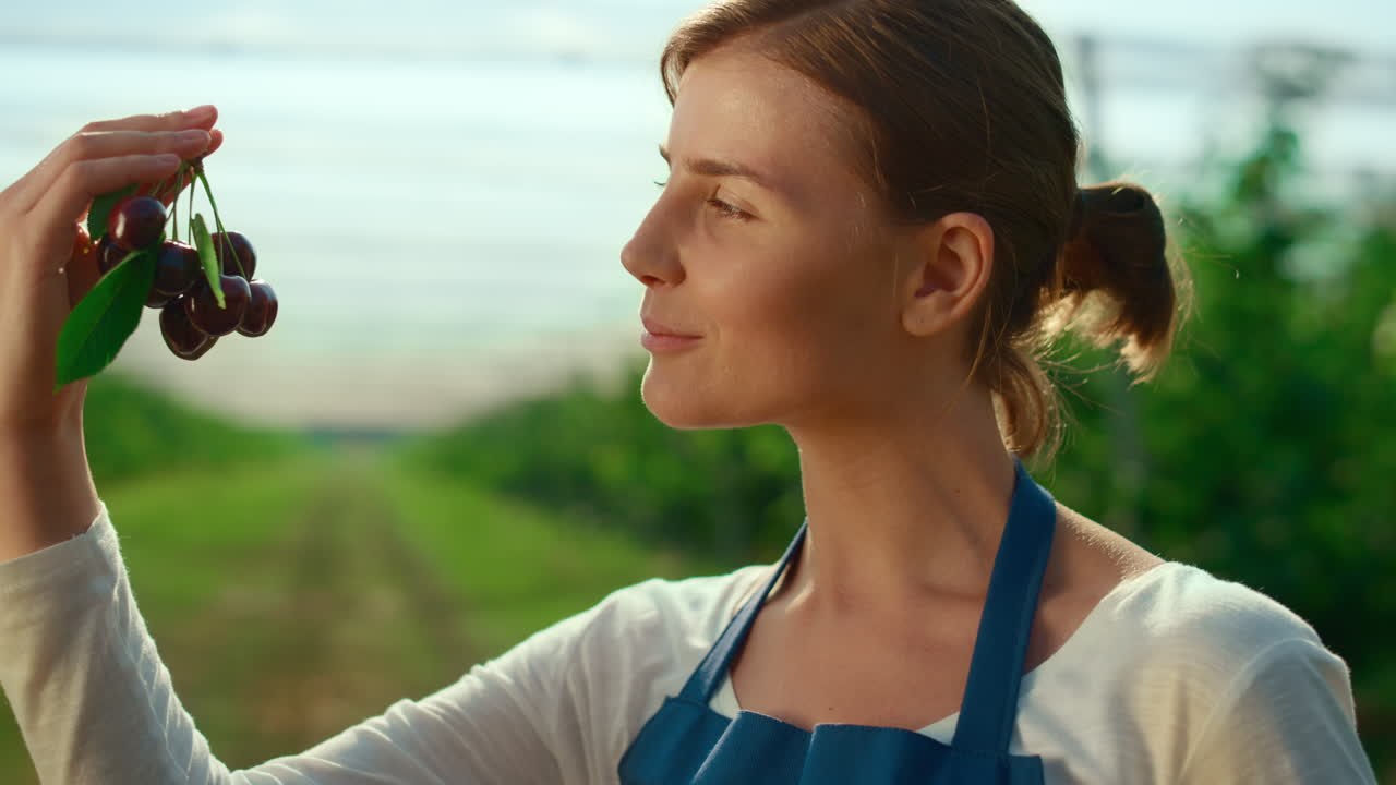 성공적인 여성 농부가 현대 농업 농장에서 신선한 체리 근처에서 꿈을 꾸고 있습니다.