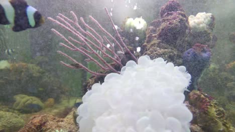 Imágenes-De-Peces-En-Un-Acuario-Con-Burbujas-De-Agua