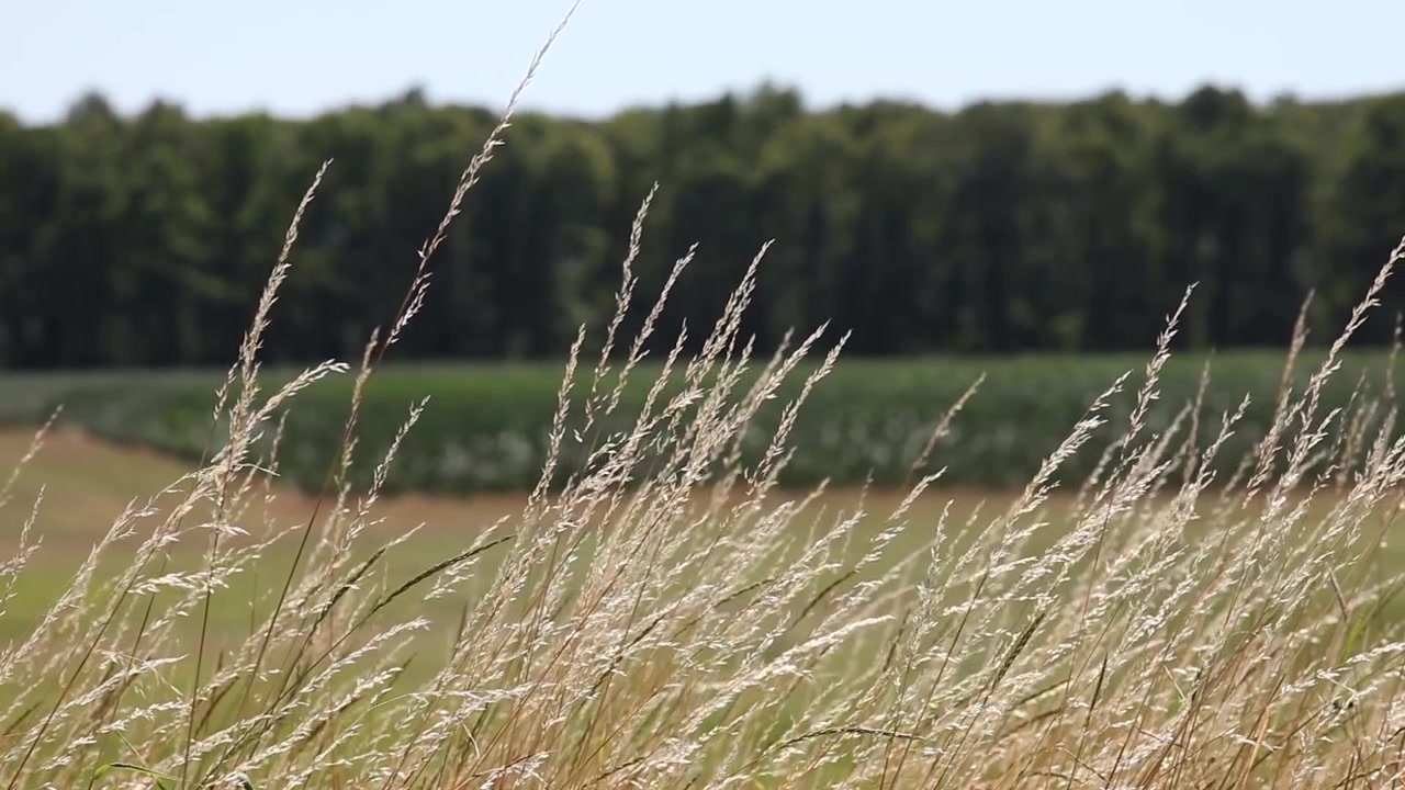 Blomstrende strå av gyllent tørt gress som blåser i vinden mot en bakgrunn av jorder og skog. Fotografert av Arc1 og den anerkjente fotografen Tim Allen www.arc1.eu || www.timallenphoto.net