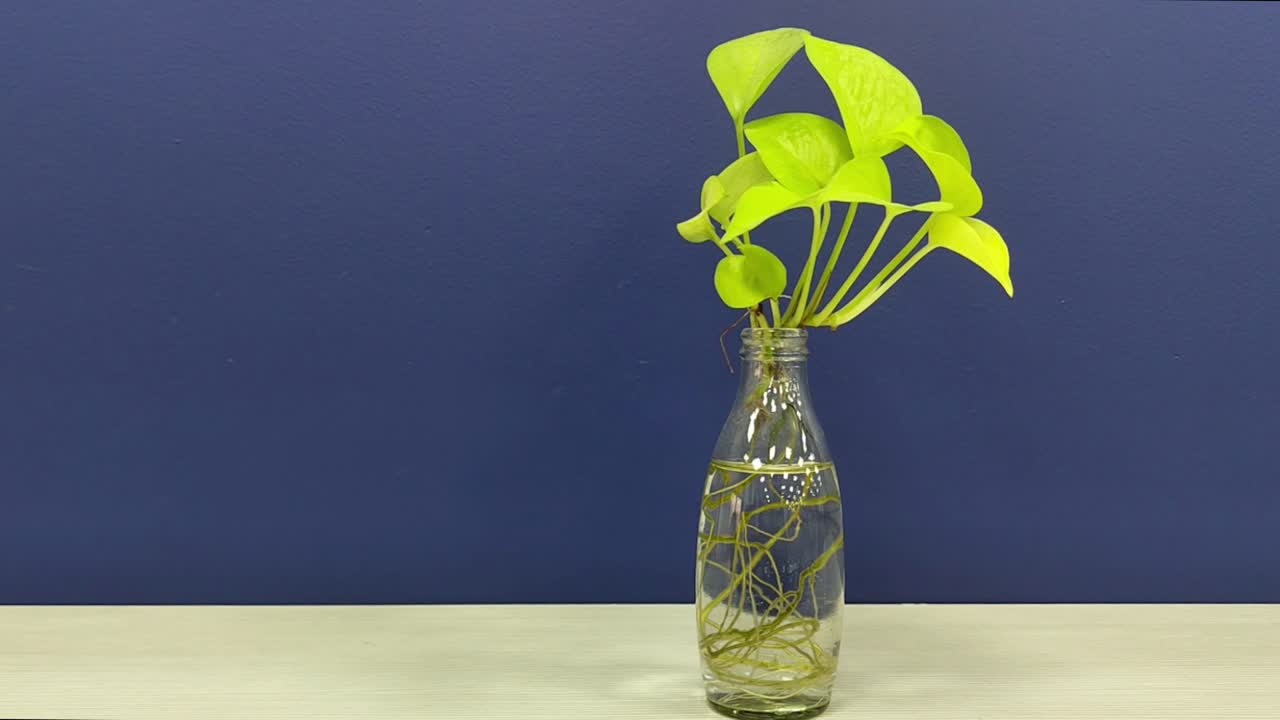 Lush golden money plant with visible roots thriving in transparent glass bottle, set against bold blue background. home decor, office spaces, wellness aesthetics and minimalist designs.