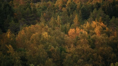 Orange-Und-Gelb,-Espen--Und-Birkenblätter,-Die-Im-Wind-Rascheln,-Im-Sonnenuntergang,-In-Norwegen