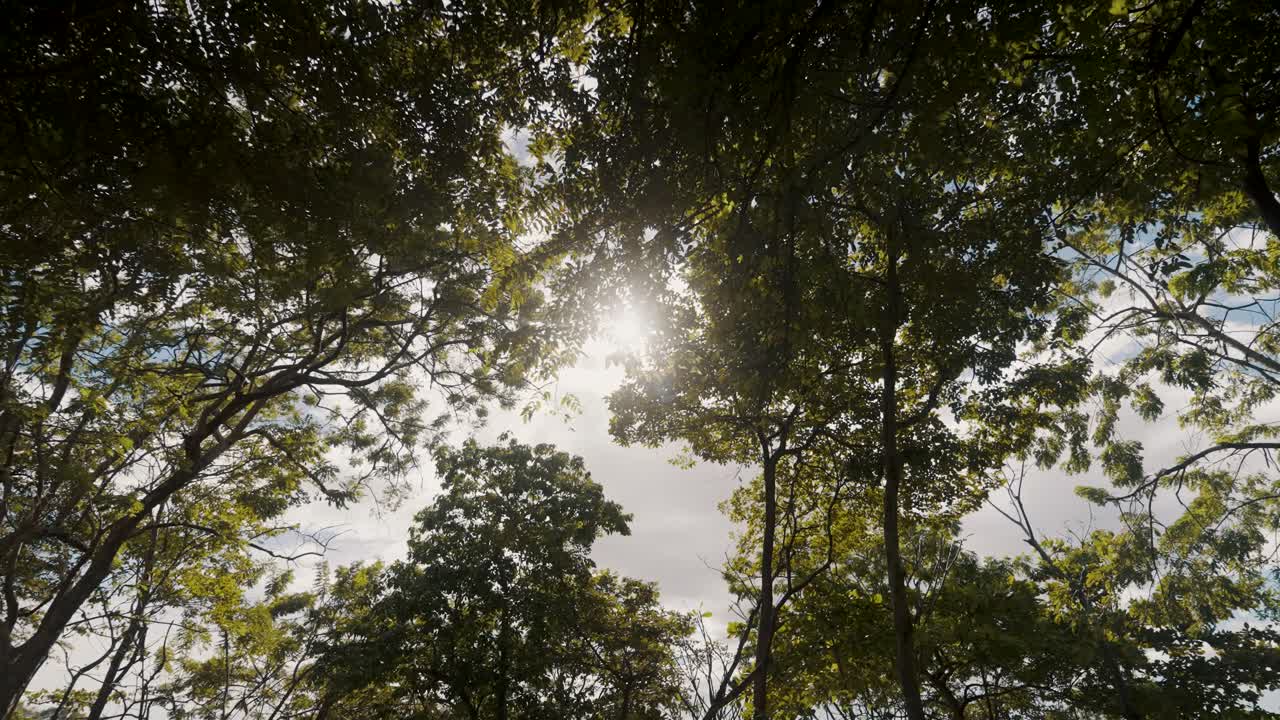 la luz del sol se filtra a través del follaje de los árboles en la orilla del mar