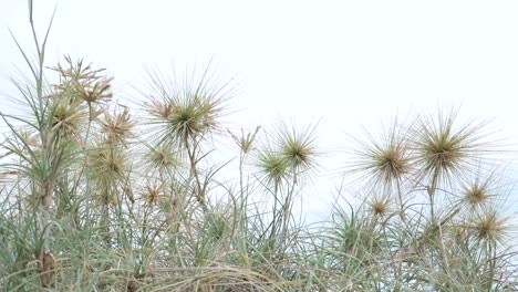 Das-Gras-In-Der-Nähe-Von-Strand-Oder-Meer-Wiegt-Sich-Im-Wind