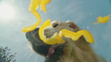 dog eating yellow pepper