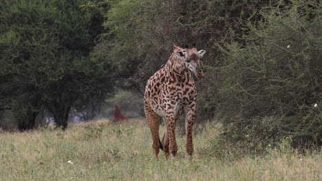 a lone giraffe eating leaves from an acacia tree in uganda, africa