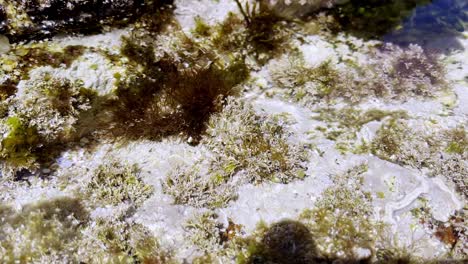 Marine-Life-and-Algae-in-Close-Up-Footage-of-Seabed-with-Transparent-Water