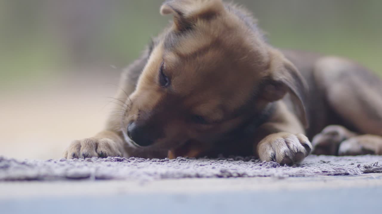 cachorro kelpie masticando y relajándose en una alfombra