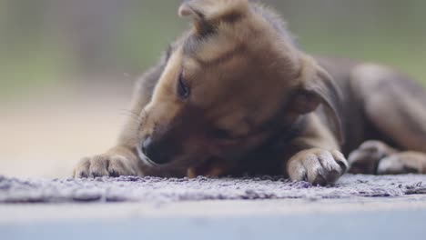 Kelpie-puppy-chewing-and-relaxing-on-a-mat