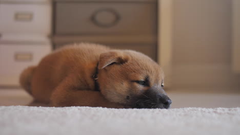 Tired-cute-little-red-shiba-inu-puppy-sleeping-soundly-on-the-floor