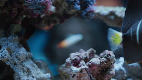 Niña-Mirando-Peces-En-El-Acuario-Niño-Curioso-Observando-La-Colorida-Vida-Marina-Nadando-En-El-Tanque-Aprendiendo-Sobre-Animales-Marinos-En-El-Ecosistema-Submarino-Niño-Curioso-En-El-Oceanario