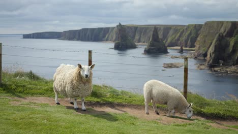 sheep grazing near scotland’s rugged sea cliffs with a tranquil coastal view