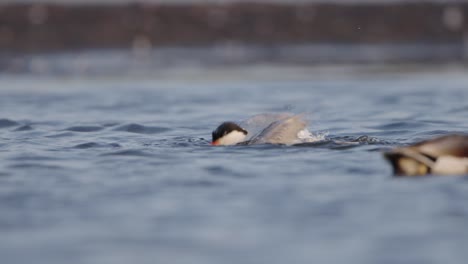 Common-tern-Sterna-hirundo-submerges-itself-as-it-bathes-in-water,-shallow-focus