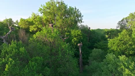 stork nests in a lush green forest canopy