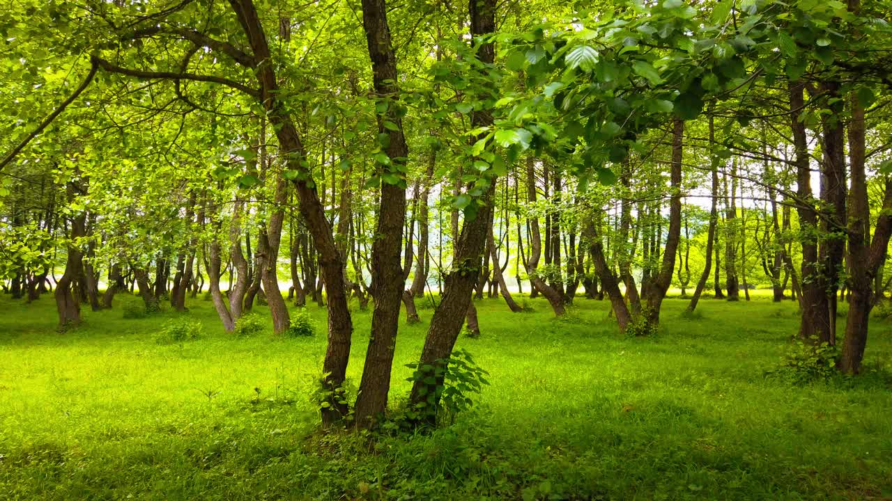 caminando por un camino rural en el bosque, temporada de verano