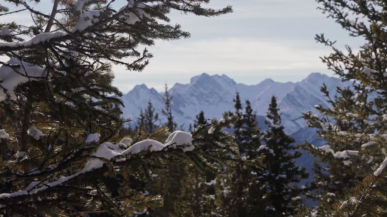 paisaje de la cordillera nevada, a través de ramas de árboles nevados