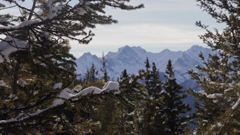 Paisaje-De-La-Cordillera-Nevada,-A-Través-De-Ramas-De-árboles-Nevados