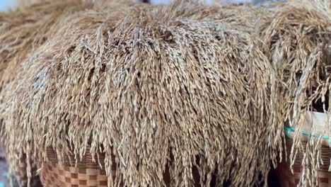 Ears-of-harvested-rice-plant-in-basket,-close-up-view