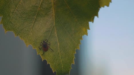 Detailed-close-up-of-a-mite-perched-on-a-green-birch-leaf,-showing-its-dark-brown-body-and-reddish-orange-markings