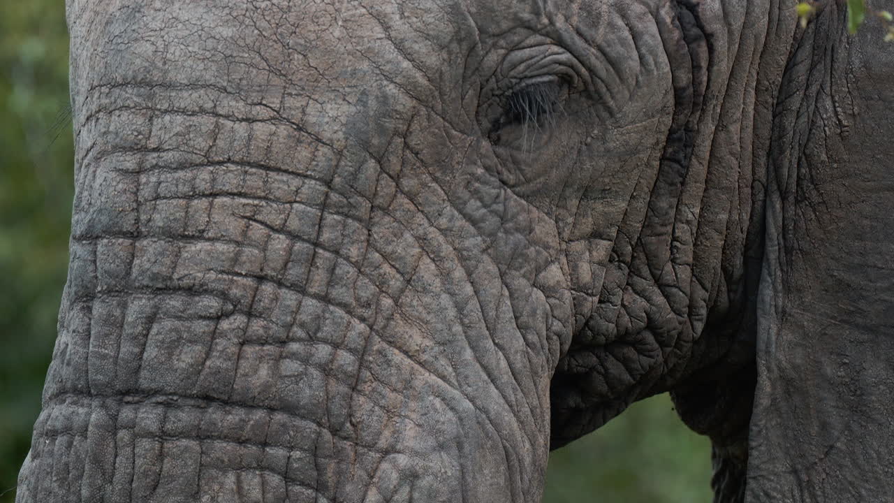 Elephant Close-up