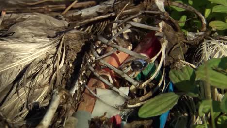 Fotos-De-Basura-Marina-Basura-Y-Escombros-Encontrados-Dentro-De-Un-Pájaro-Muerto-A-Lo-Largo-De-Las-Playas-De-Hawaii