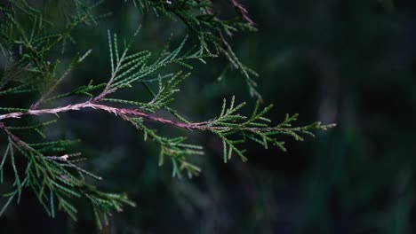 Primer-Plano-De-Una-Rama-De-árbol-Perenne-Y-Hojas-Con-Un-Fondo-Oscuro