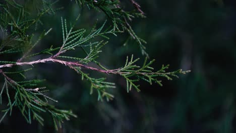primer plano de una rama de árbol perenne y hojas con un fondo oscuro