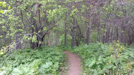 Sendero-Del-Bosque-De-Abedules