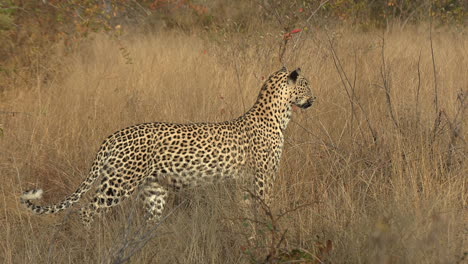 un leopardo observa desde la distancia antes de salir a la derecha para investigar