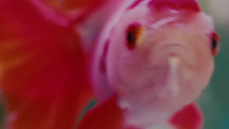 close up extreme detailed small tropical reed fish swimming in fish bowl