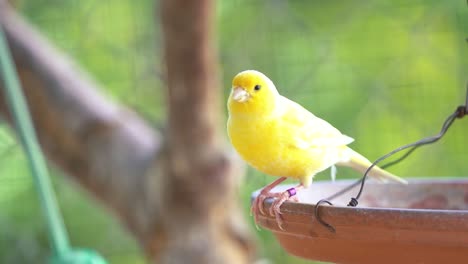 el pájaro canario atlántico serinus canaria , canarios, canarios de la isla, canarios o canarios comunes pájaros encaramados en un cable eléctrico