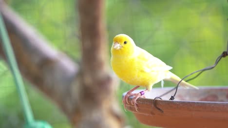 the atlantic canary bird serinus canaria , canaries, island canary, canary, or common canaries birds perched on an electric wire