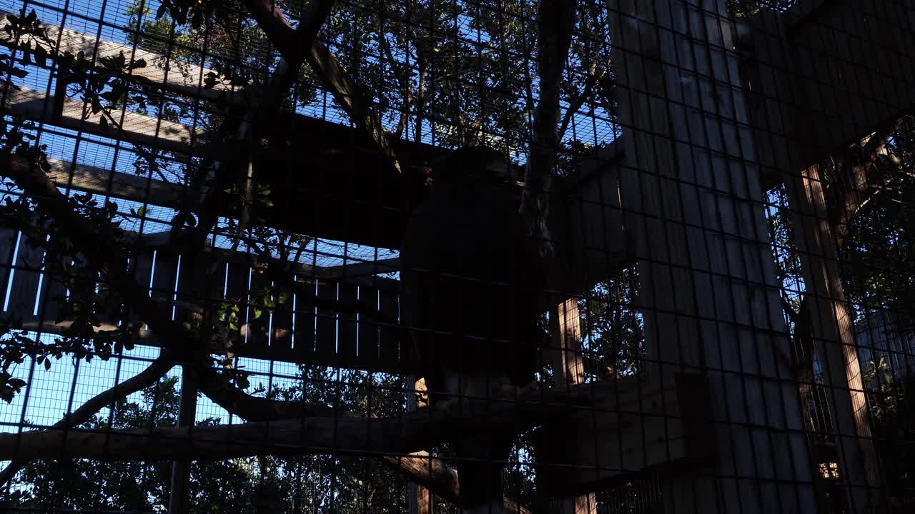 La sagoma scura di un uccello si posa su un ramo all'interno di una grande voliera esterna illuminata dal sole a chiazze. La scena evidenzia il contrasto tra la gabbia di rete protettiva e i lussureggianti alberi naturali sullo sfondo.