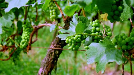 green, unripe, young wine grapes in vineyard, early summer, medium shoot.