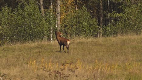 Wild-deer-garden-in-autumn