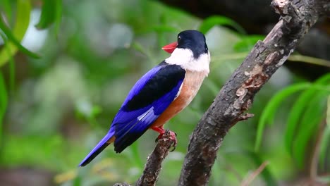 Der-Schwarzkopf-eisvogel-Hat-Einen-Bonbonartigen-Roten-Schnabel-Und-Eine-Schwarze-Kappe,-Die-In-Thailand-Und-Anderen-Asiatischen-Ländern-Zu-Finden-Ist