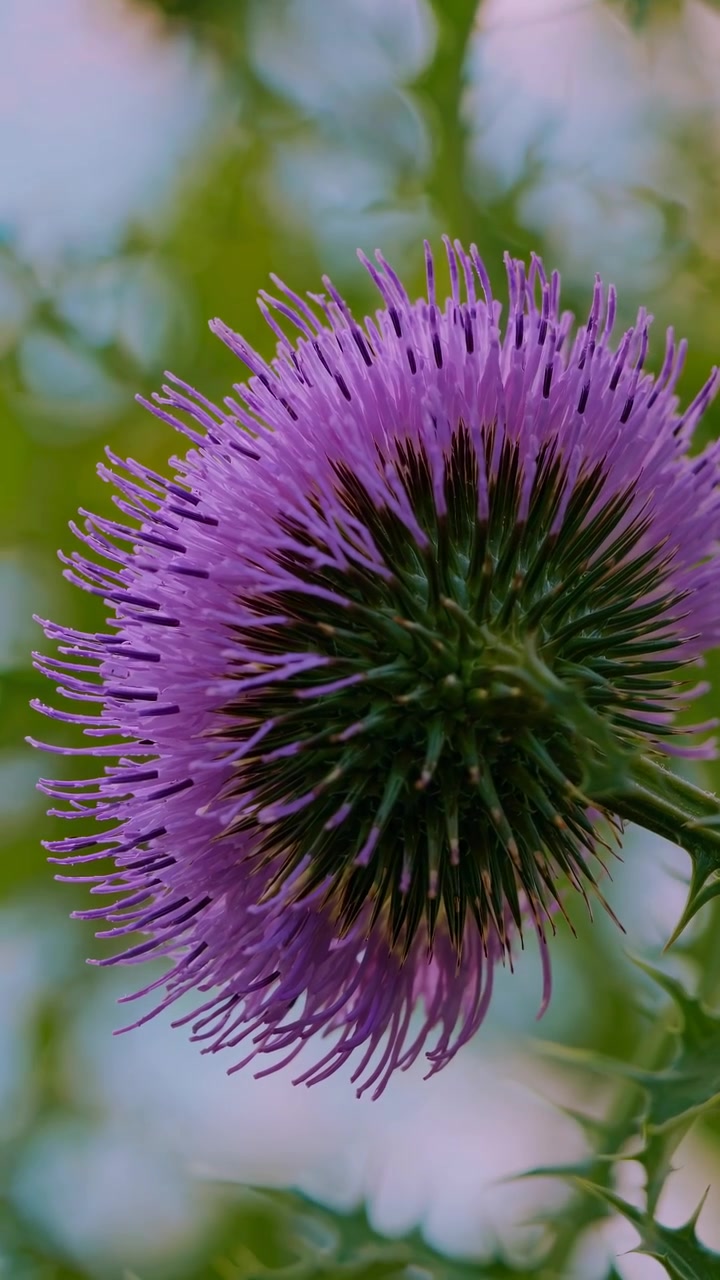 Primo piano di un vivace fiore di cardo viola nella natura