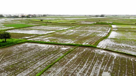 Aerial-dolly-shot-of-A-rice-field-in-Hoi-An,-Vietnam