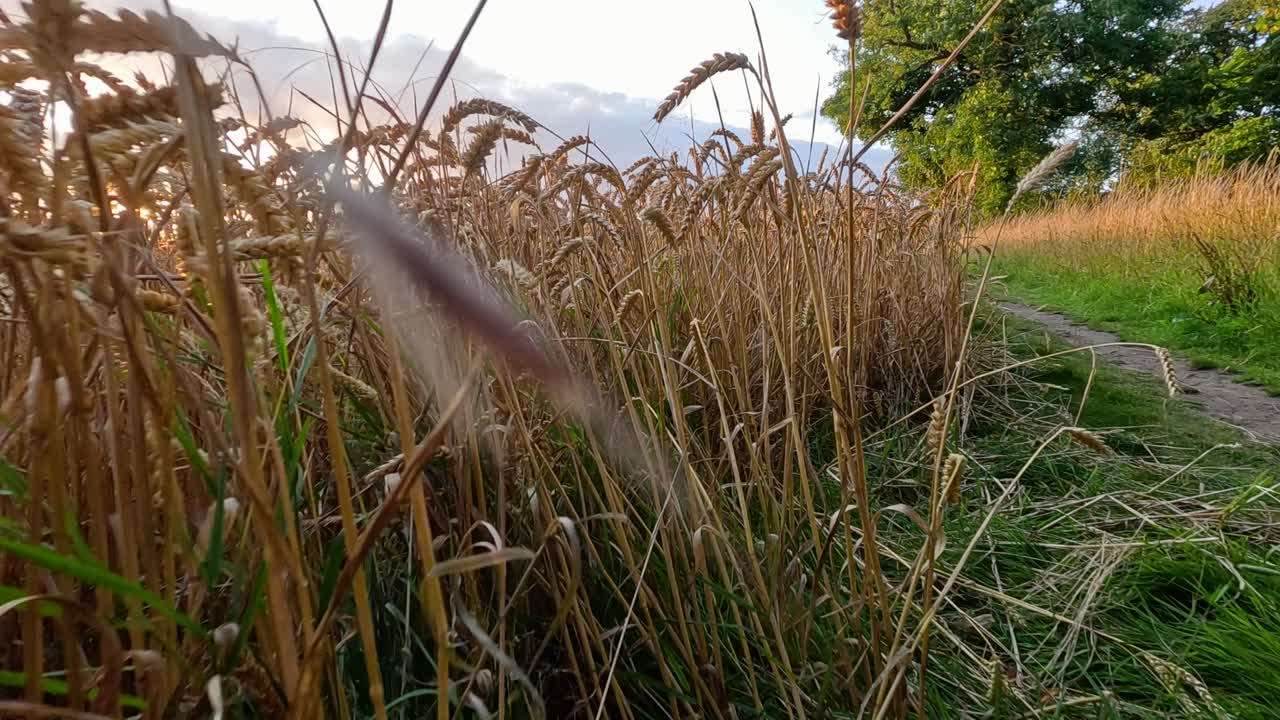 에딘버러 근처의 해가 지는 황금 밀