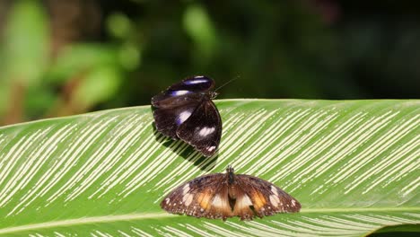 two butterflies rest and interact on a sunlit leaf in a lush rainforest setting, showcasing natural behavior and vibrant colors