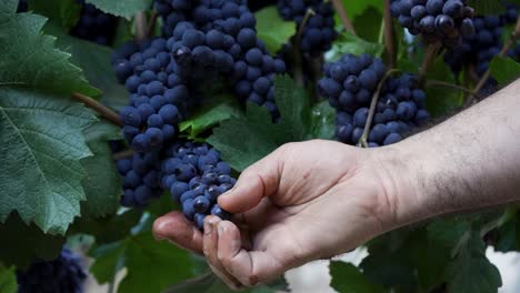 hand taking a pinot noir grape grain