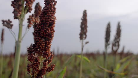 AGRICULTURE---Wheat-farm-fields-at-sunrise-in-Mexico,-handheld-close-up-shot