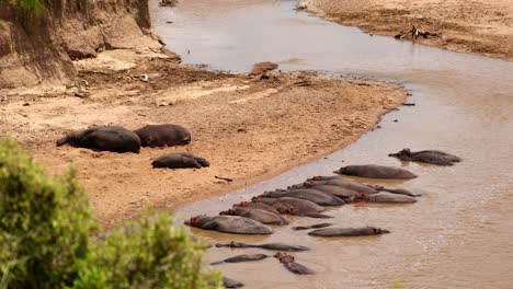 group of hippopotamus relaxing in the river with muddy water in maasai mara, kenya, africa