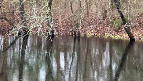 Leichter-Regen-Auf-Einem-Ruhigen,-Von-Bäumen-Umgebenen-Teich-Mitten-Im-Herbst