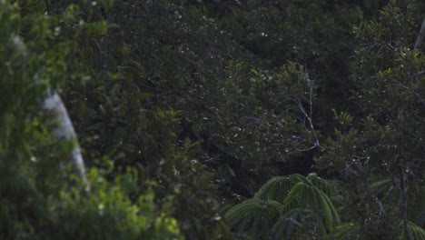 Bats-hunting-at-dusk-in-rainforest-of-Tambopata-National-Reserve,-Peru