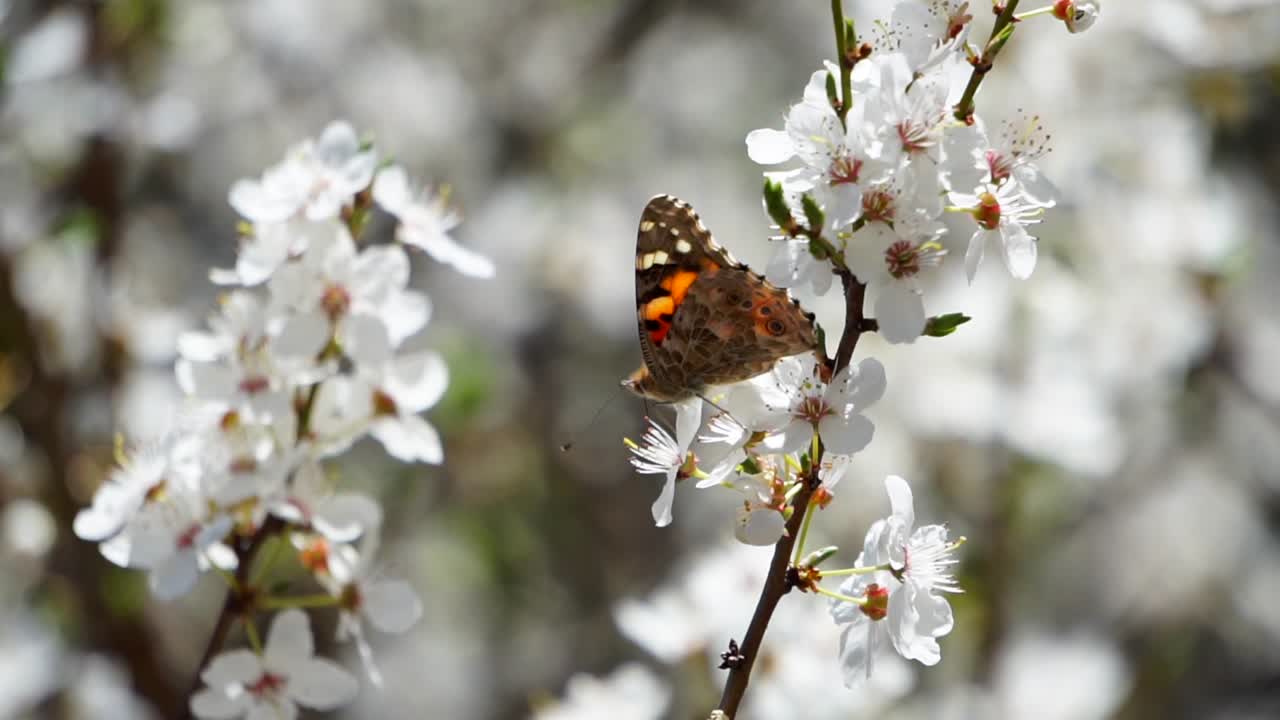 Slow motion tight shot of a butterfly flying off a tree blossom in spring